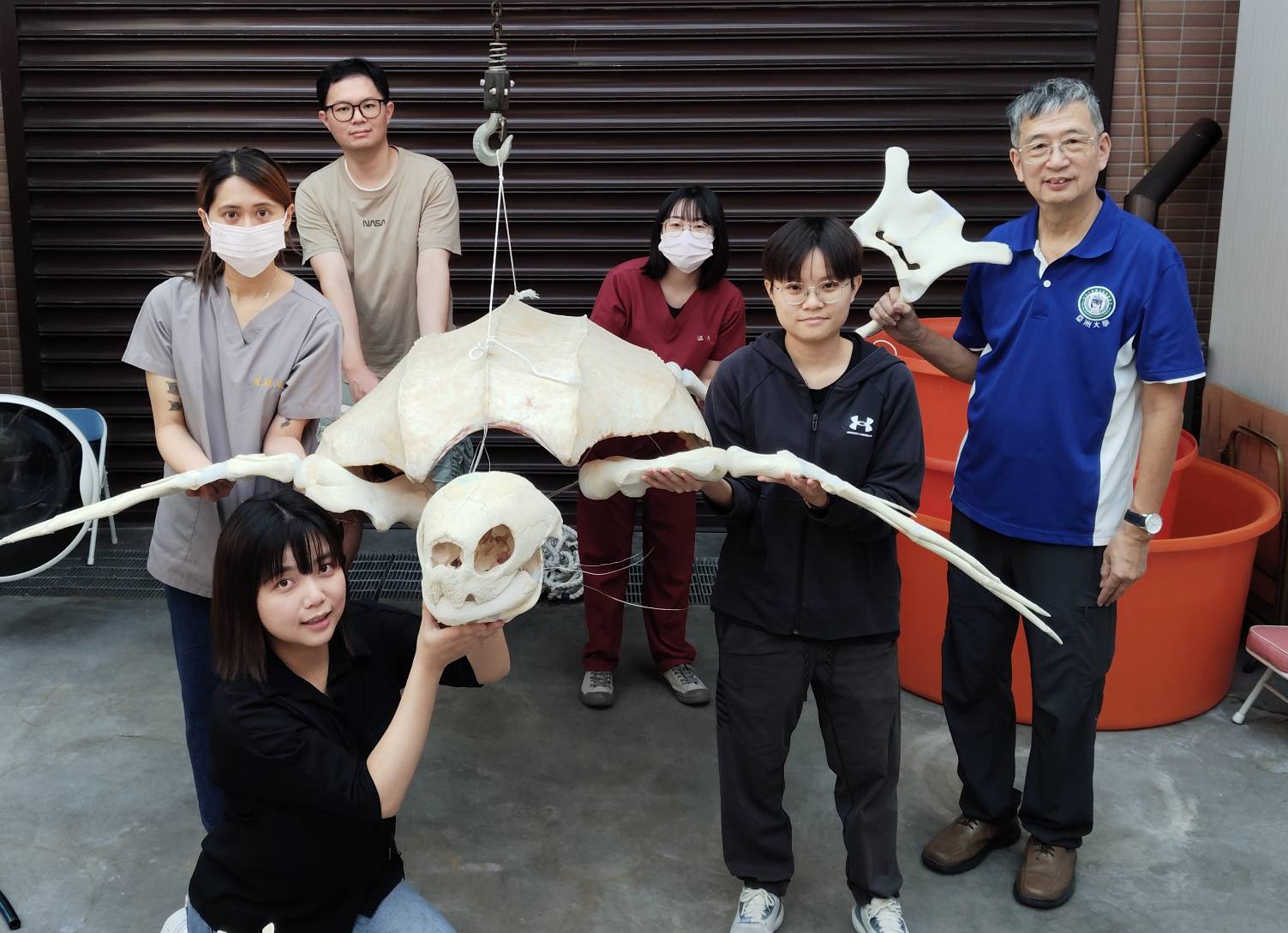 114年館藏革龜標本製作計畫成果